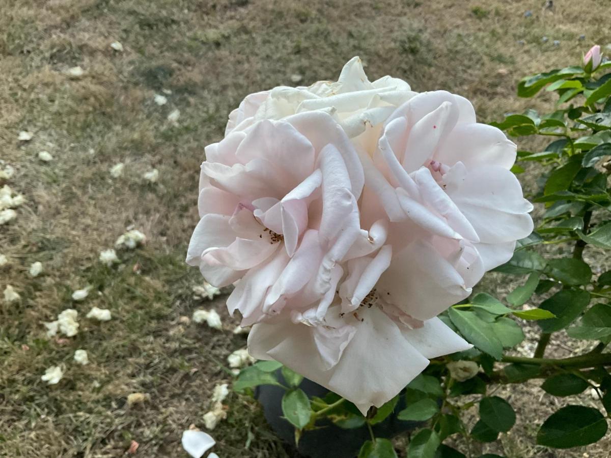 Bed and Breakfast Le Jardin De Rose 24 Feuillebert Romagne 86700 Экстерьер фото